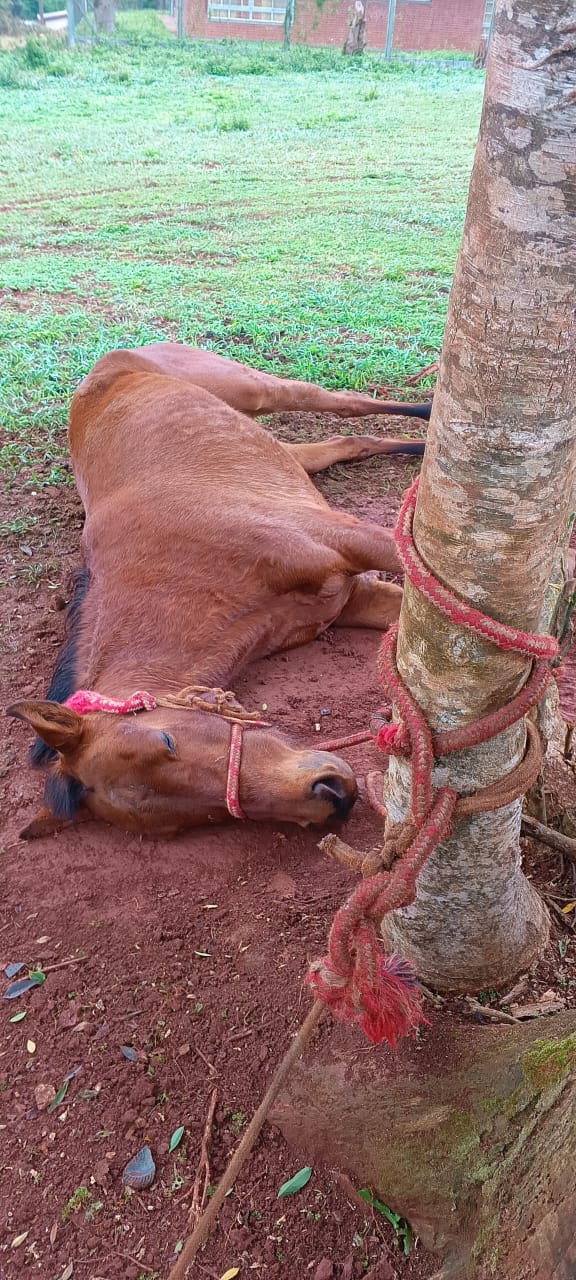 Aberrante maltrato animal en Eldorado: hallaron un caballo agonizando, atado y con la pata rota 4
